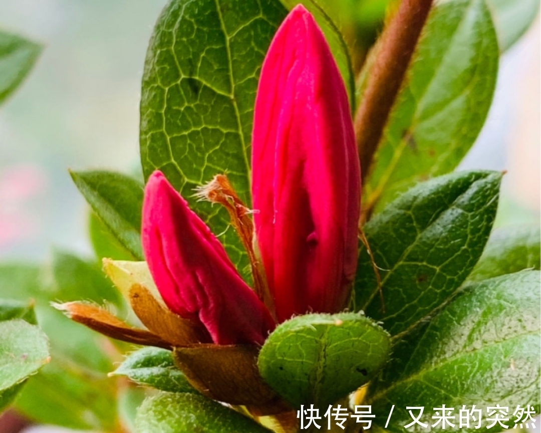 入冬修剪,这9种花,剪错不开花、杆子会枯死