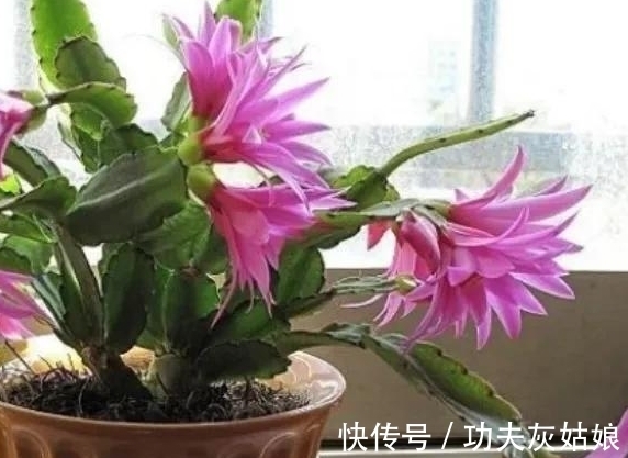 8种多肉皮实又好养，开花超级美丽，总有一种是你喜欢的