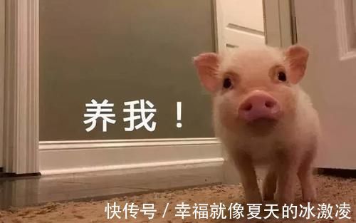 跨界|1000多家房企相继跨界养猪,只因房价下降猪价上涨?别太天真了