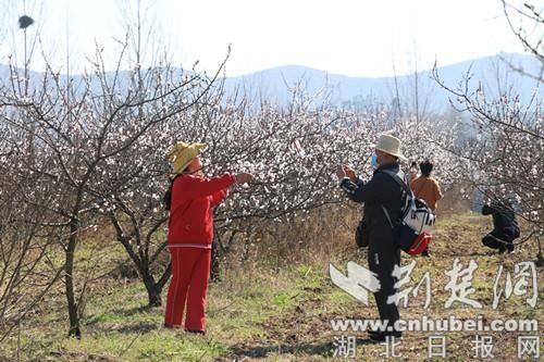 春季赏花正当时 襄城尹集?肖冲杏花文化旅游节开幕