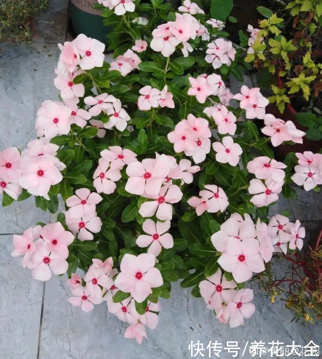 11种常见花，现在扦插，成活率特高