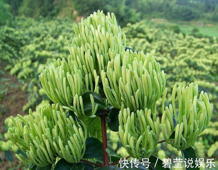 咽喉肿痛|经常失眠多梦,用此花泡水喝,清热解暑,杀菌减肥,整晚睡得香甜