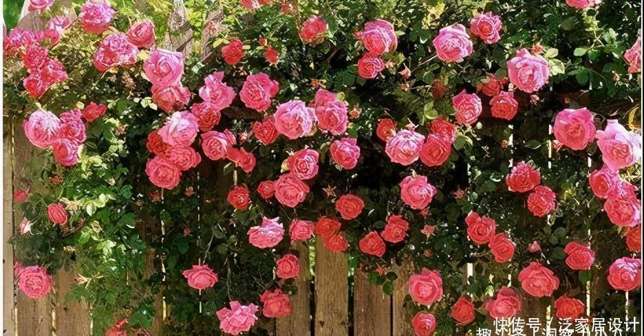 补水|六月养月季,做好防晒“三步骤”,枝叶不萎蔫,才能开出漂亮的花