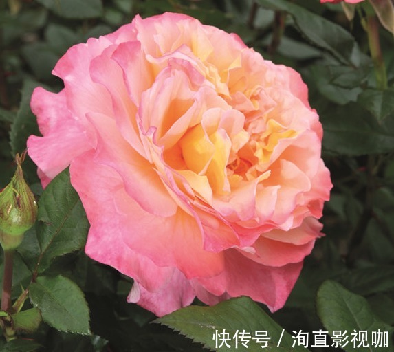 夏洛特|“玫瑰珍品”仲夏,热情如火,花色艳丽,可以说是养花必备