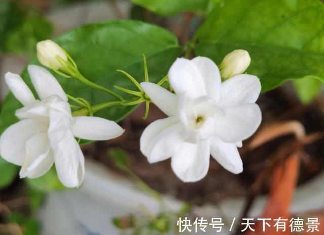 茉莉花|茉莉花释放“三信号”，果断剪一剪，花苞咕噜冒，一次绽放上百朵