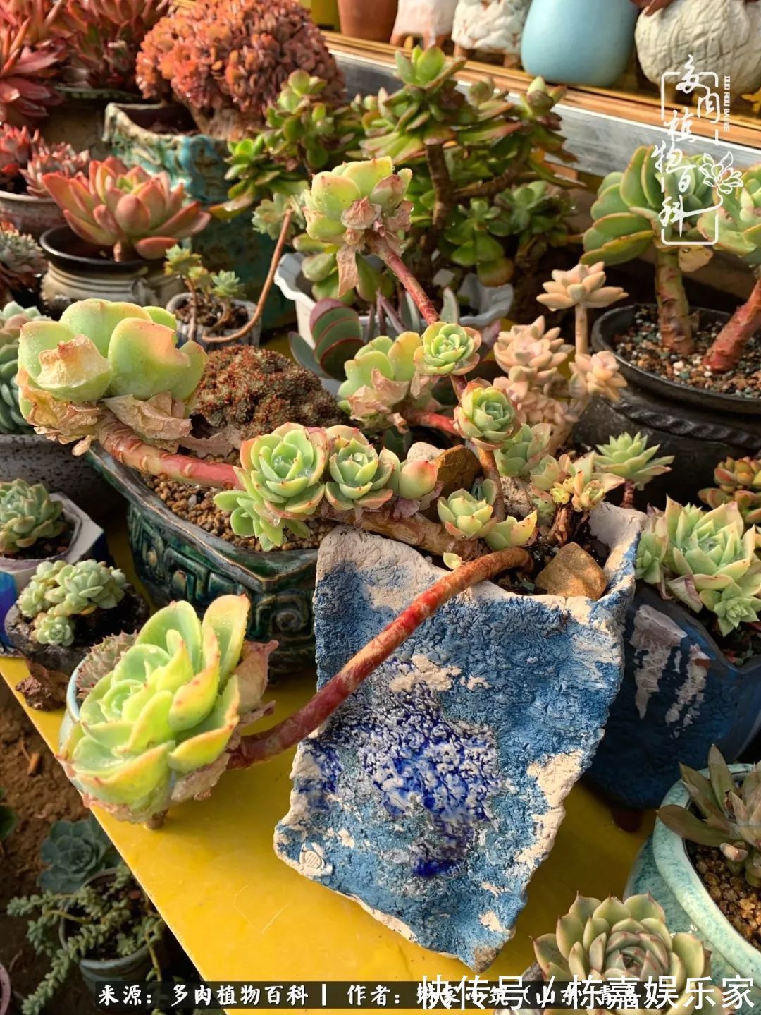 大棚|多肉住进暖棚,坦然越冬,放肆浇水,这个冬天有点甜!