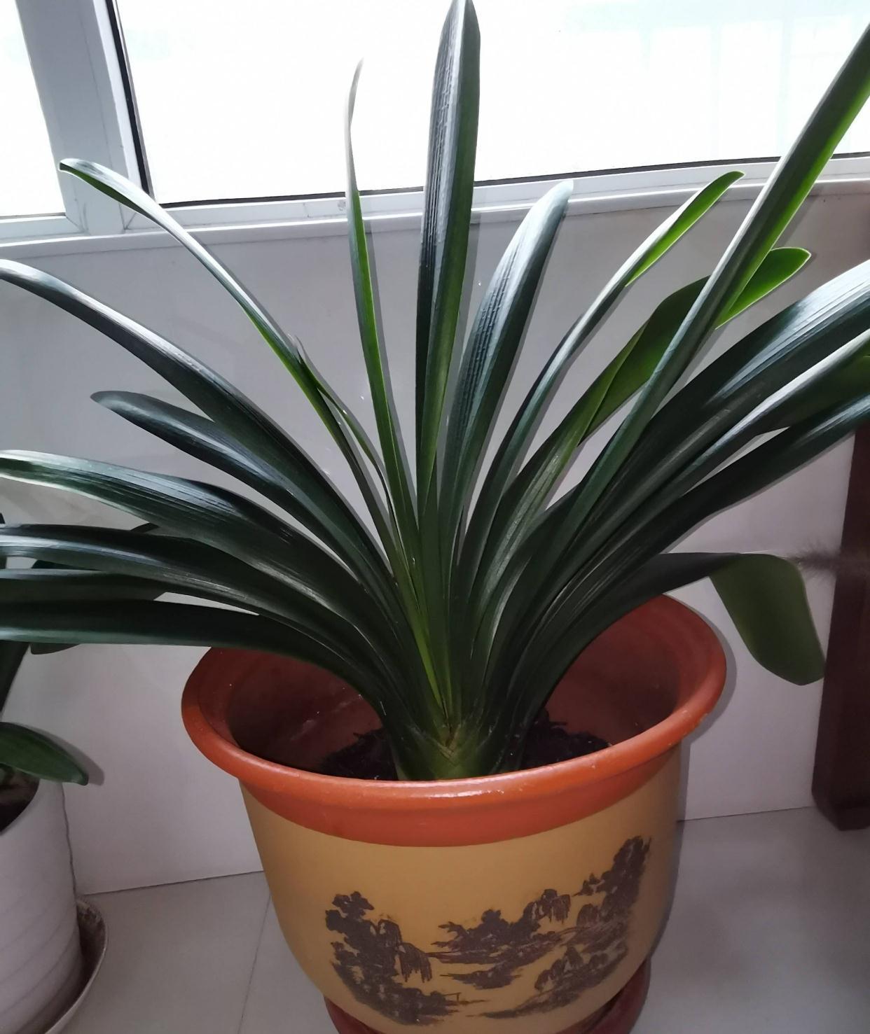 君子兰光长叶不开花该怎么处理?试试2招,开花壮观,一盆变多盆