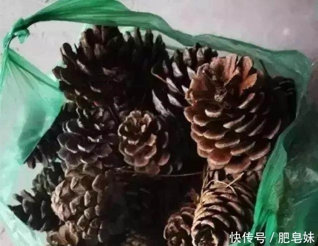 松果|花盆底下垫点这个东西,花草直接长疯了,养花十年不烂根