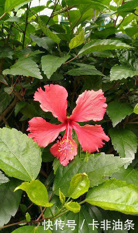 羊蹄甲|南方有嘉木，花开如凤凰