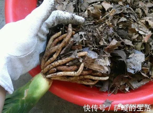 发酵|老花匠：扔4种“东西”，就是扔钱，比花肥还好用，不花钱！