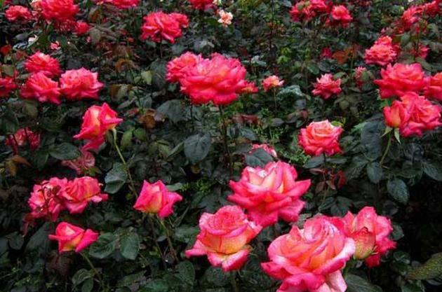 六角|养花试试这几款，花开时是美得有朝气，美得灿烂，美得妖冶