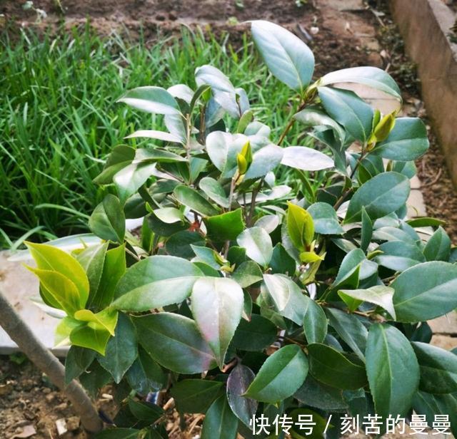 这些九月容易“饿”的花,多晒太阳,施对肥,开出碗大的花