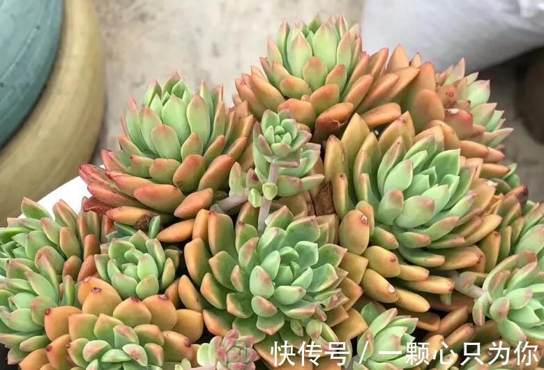 盘点10种容易度夏多肉,随便养,随便选,总有几款适合你