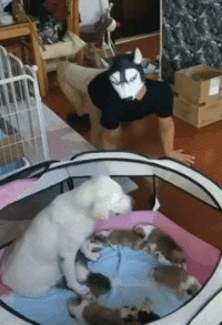 |搞笑GIF趣图:我去,要不要那么记仇,这都几十年过去了