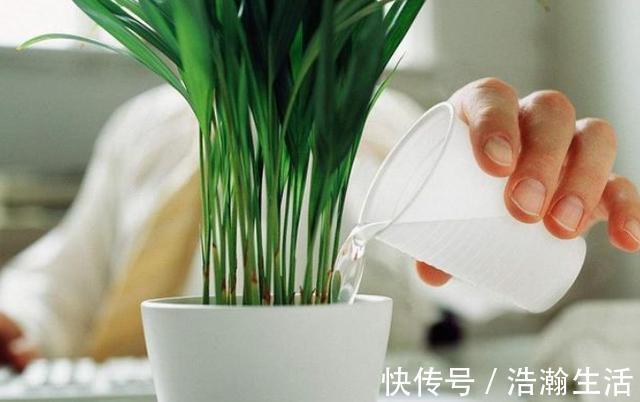 发酵|养花发酵肥水时间太久，教你1个“小技巧”，20多天就能用
