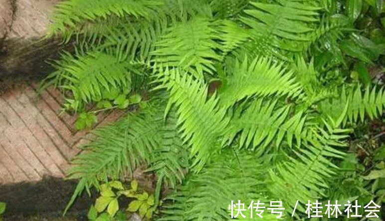 泌尿系感染|路边上的这种野草，药用价值极高，大多数人不认识