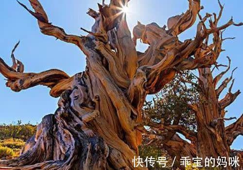 地球上寿命最长的植物 银杏树3000年排最后 第一名活了年 快资讯