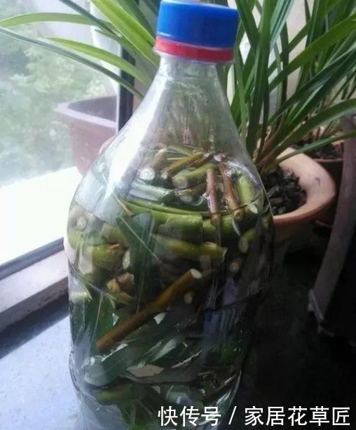 “君子兰”若总是烂根,不如用点“3种溶液”,根系长得更健康