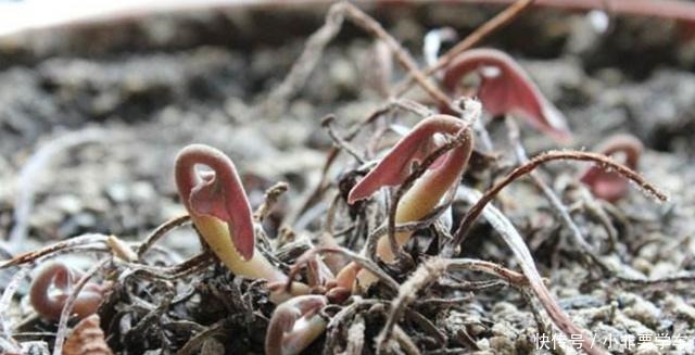 蟹爪兰长寿花,夏季休眠期这样养,度夏容易,秋凉又开花!