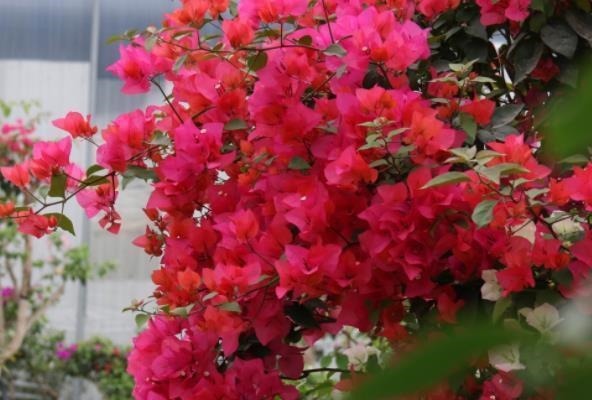 长势|新手养三角梅,做好2个“舍得”,天天长花苞,花多不见叶