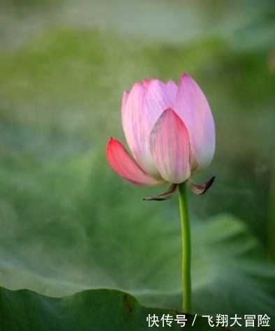 喜事|11月份开始，4属相喜事临门，桃花朵朵，生意兴隆，生活富足无忧