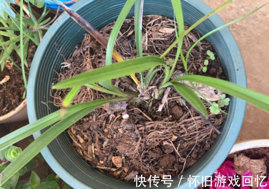 这花不能换盆,现在一动土,小命不保!
