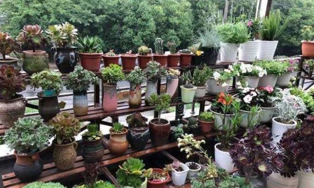 家庭养花必不可少的4种“好材料”,不花一分钱,配土透气又透水