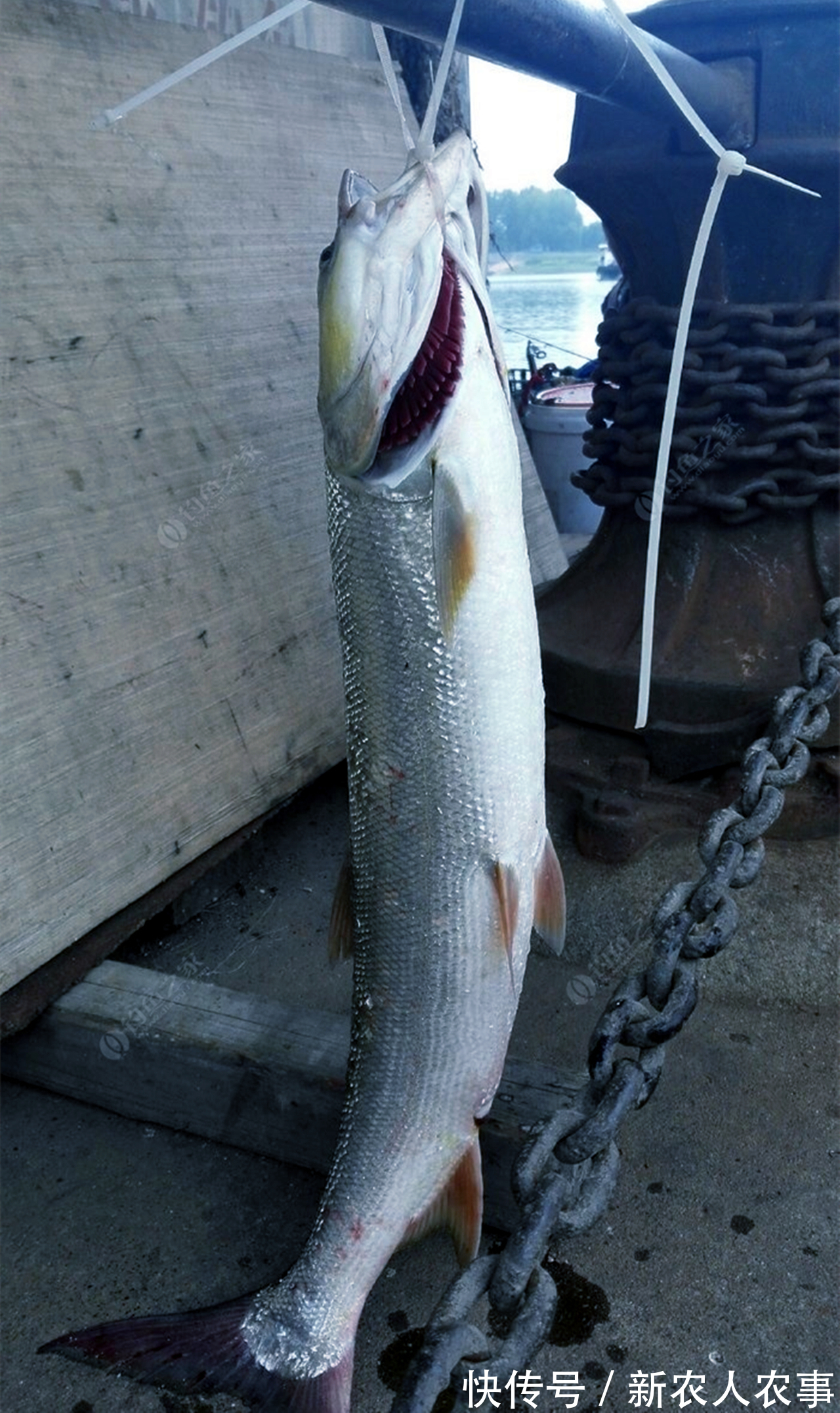 湖南一男子小河道里野钓，意外收获巨型“铜头鱼”，钓鱼人：罕见