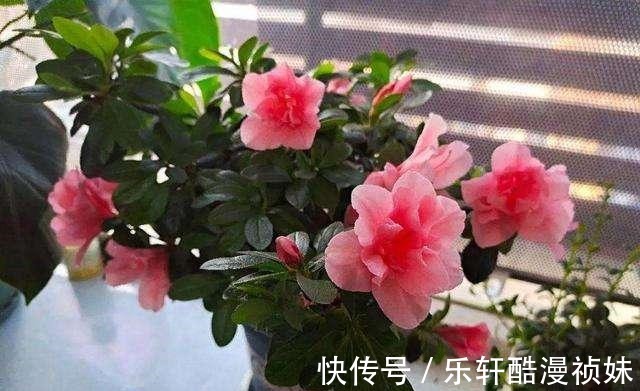 8种“洋气花”，天冷别喷水，不然黄叶、掉花苞，越养越难看