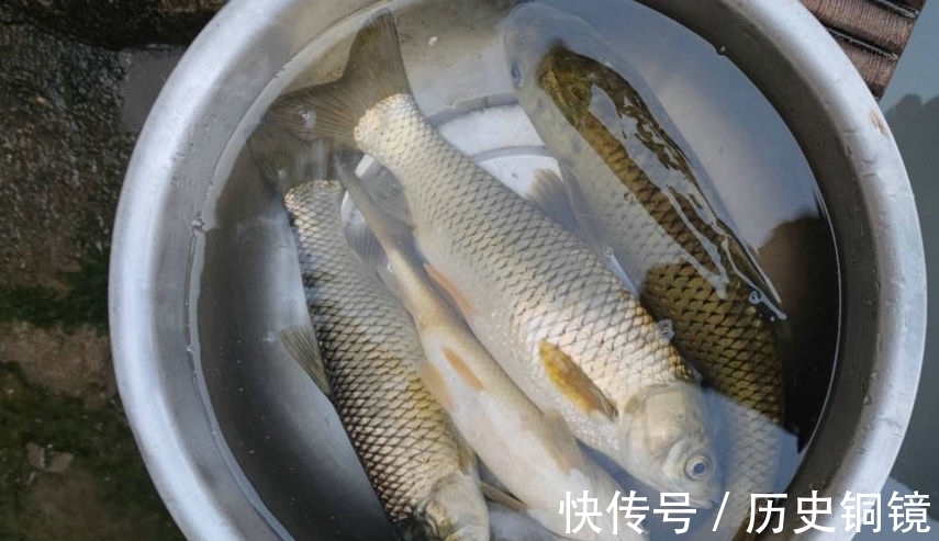 有人毒鱼？浙江钓鱼人河边夜钓，忽然河面大量鱼群浮头