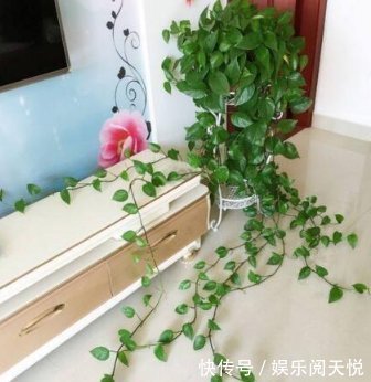 绿萝|爱吃“油”的盆栽,你知道是什么吗只需喝2滴,1年养出百十盆