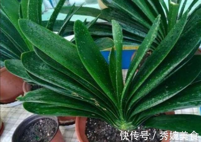 君子兰叶子长歪,教你3种方法纠正,株形整齐才更美观