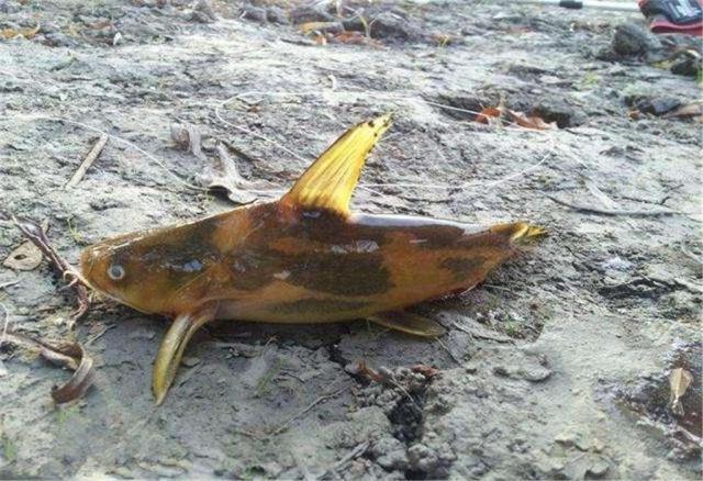 野钓黄颡鱼的一些技巧小结，从钓具到饵料，满满的钓鱼实战干货！