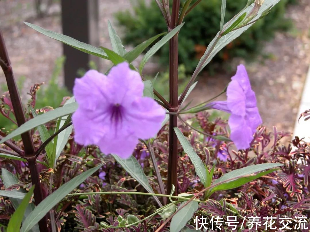 花量极其丰富的翠芦莉，适合在院子里种一片，也能养成盆栽