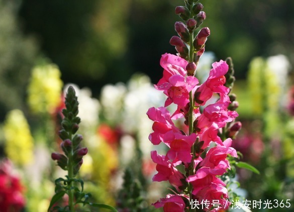 此花如灵动的金鱼一般，栩栩如生鲜艳夺目，是吉祥之花