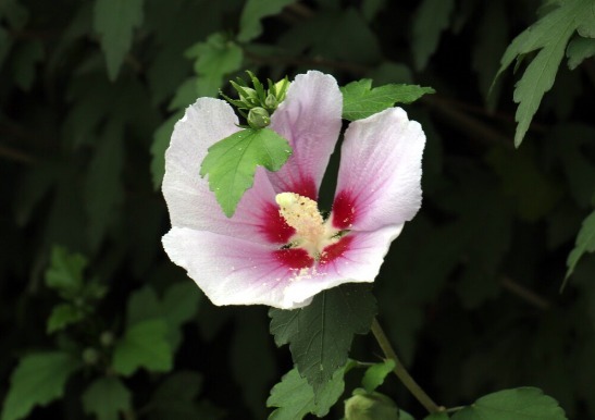凉拌|65种野菜图片，带你认识不同的野菜和吃法，你想要的野菜这里都有