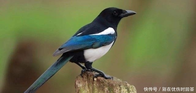 “宅子现四喜,家中出能人”,实际指代啥专家反正听了不吃亏