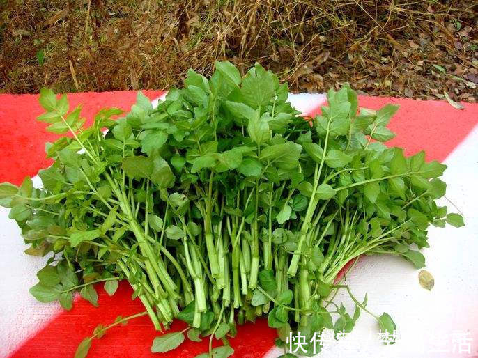 月经|十个女性九个月经不调,每周吃2次,月经规律了,化痰止咳补钙质