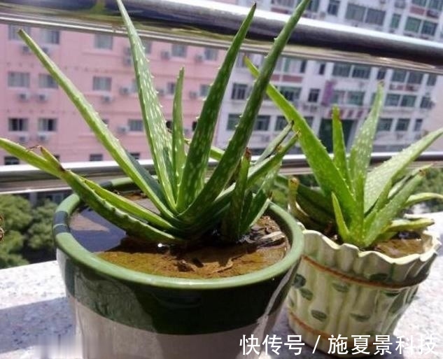 芦荟|这3种花宁神、促睡眠，“卧室”来一盆，不失眠、舒服睡整晚