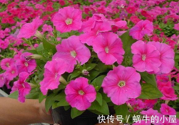 花朵|养花试试这几款,花朵非常鲜艳,很大朵就像美人般那么优雅美丽