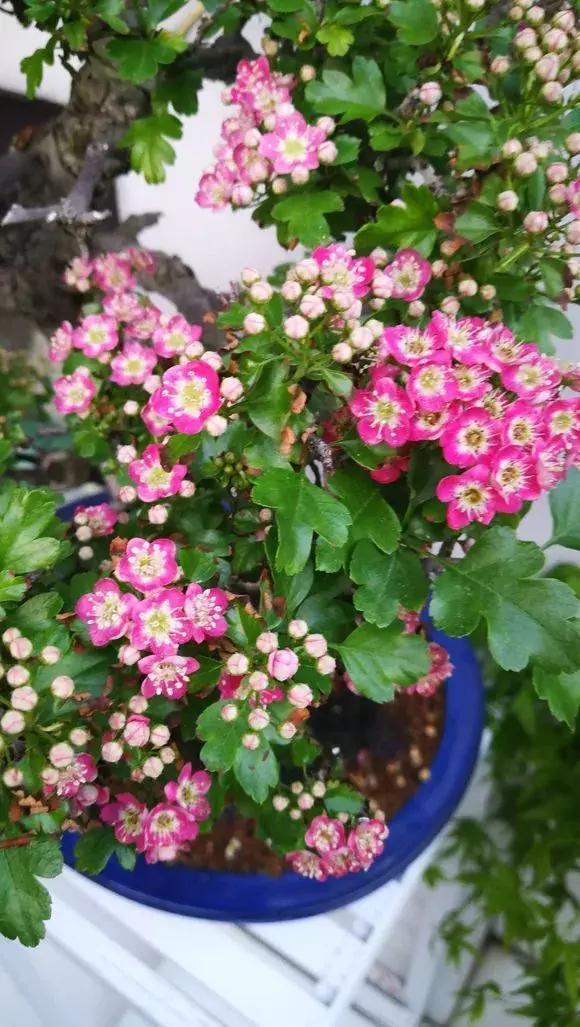 山楂|阳台养1棵山楂树,果子红艳艳,开胃又消食,是盆栽佳品!