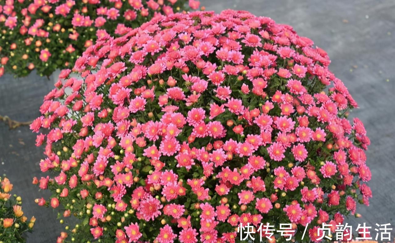 菊花类|3种“仙气花”,寒冬腊月“照样开”,一盆开花上千朵,人见人爱