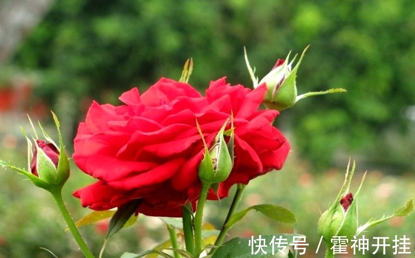 食醋兑水来浇花,能促进植物生长,还能防治病虫害!你信吗?