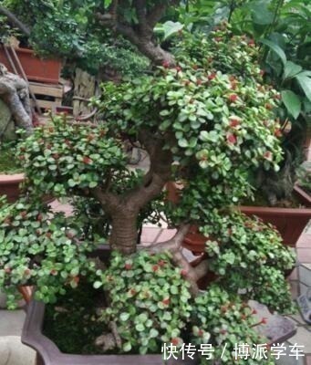 招财|家里养上“3种花”，寓意吉祥，观赏价值高，比发财树强10倍！