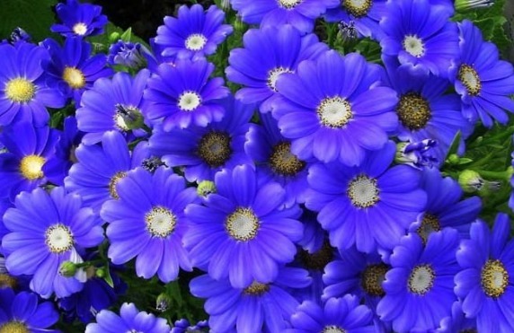 大家见过宝蓝色的菊花吗被誉为是“妖精之花”，观赏性价值极高