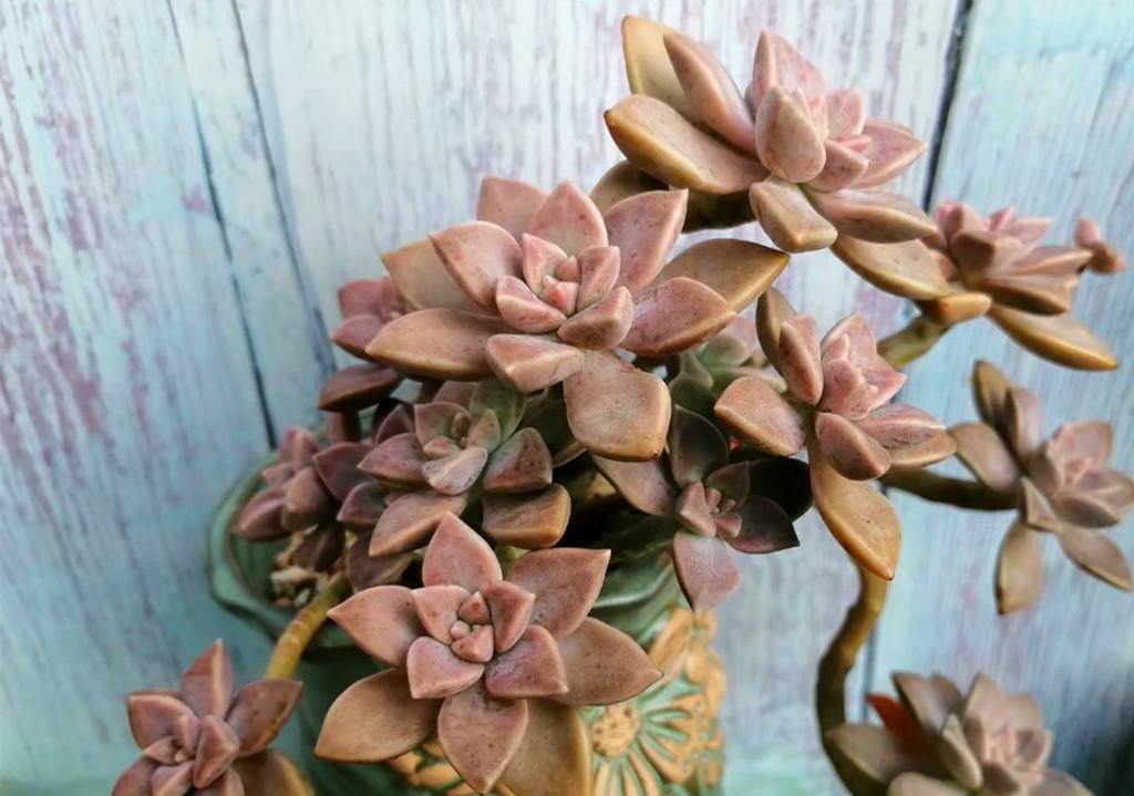 秋丽|如果给多肉开场夏季运动会,选这些品种当冠军,肉友们同意吗