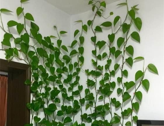 吊兰|自制花肥太臭了，盆里直接扔几粒“它”，绿萝吊兰能长疯