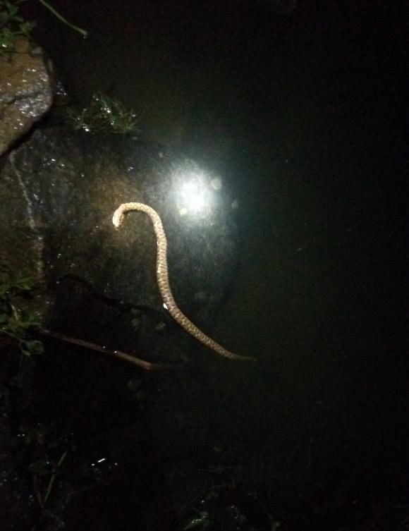 夜钓|打死一条来一条，男子夜钓连打五条大蛇，网友太残忍