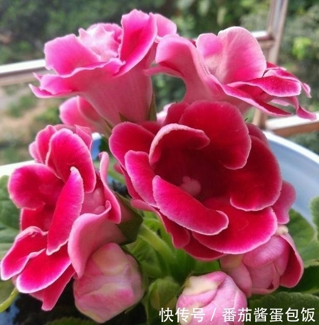 蟹爪兰|富贵又招财的几种花,鸿运当头,添福添财,从年头旺到年尾