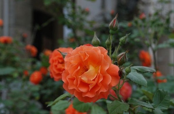 想轻松爆盆就养这款花，花开满园，颜色艳丽，满满都是香味，完美